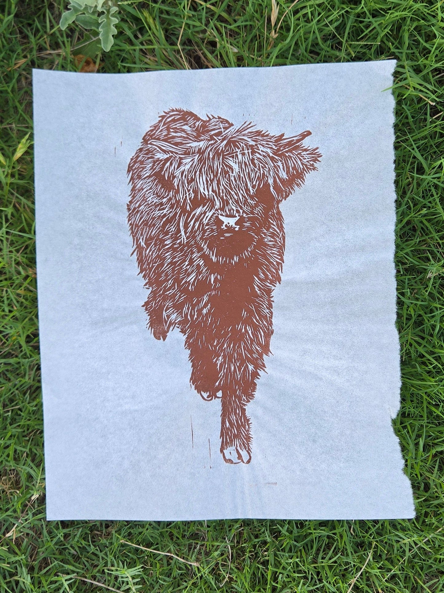 Highland Cow - 8x10 inch linocut print